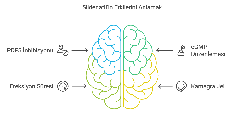 Sildenafil'in Etkilerini Anlamak